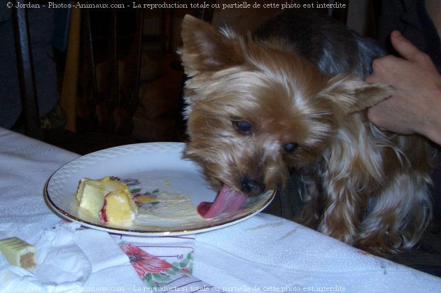 Photo de Yorkshire terrier