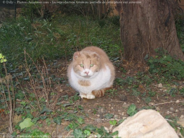 Photo de Chat domestique