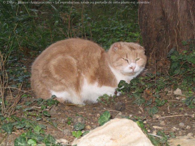 Photo de Chat domestique