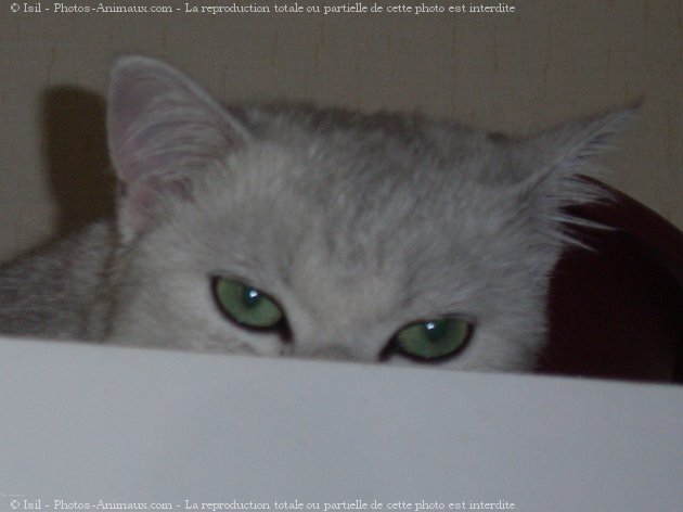 Photo de British shorthair