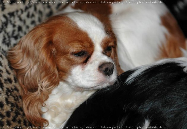 Photo de Cavalier king charles spaniel