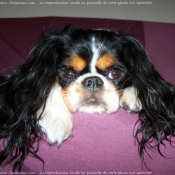 Photo de Cavalier king charles spaniel