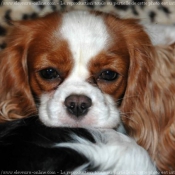 Photo de Cavalier king charles spaniel