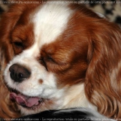 Photo de Cavalier king charles spaniel