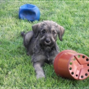 Photo de Schnauzer gant