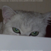 Photo de British shorthair