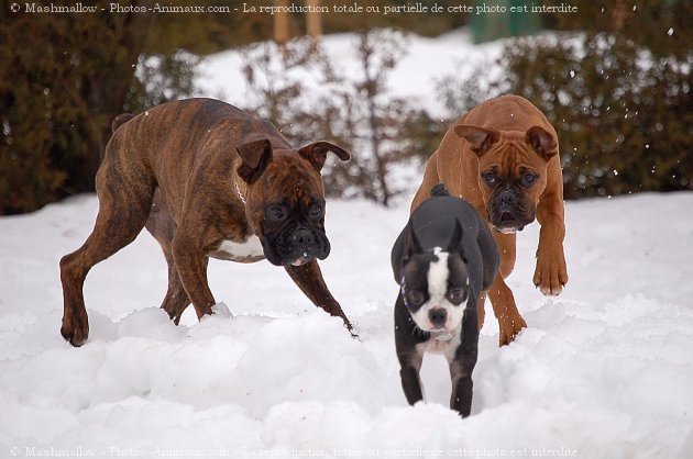 Photo de Races diffrentes