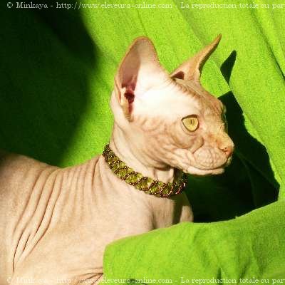 Photo de Sphynx