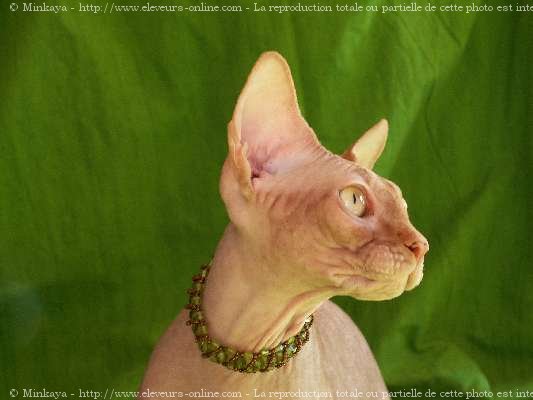 Photo de Sphynx