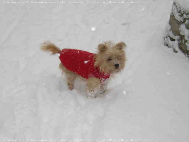 Photo de Cairn terrier