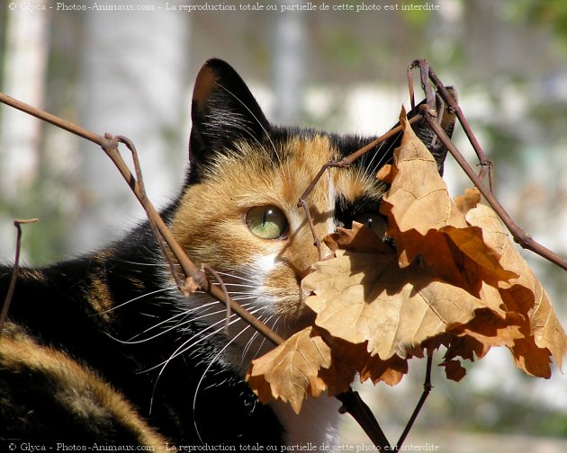 Photo de Chat domestique