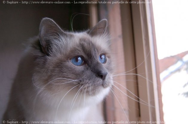 Photo de Sacr de birmanie