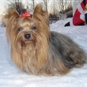 Photo de Yorkshire terrier