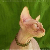 Photo de Sphynx