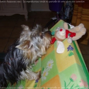 Photo de Yorkshire terrier