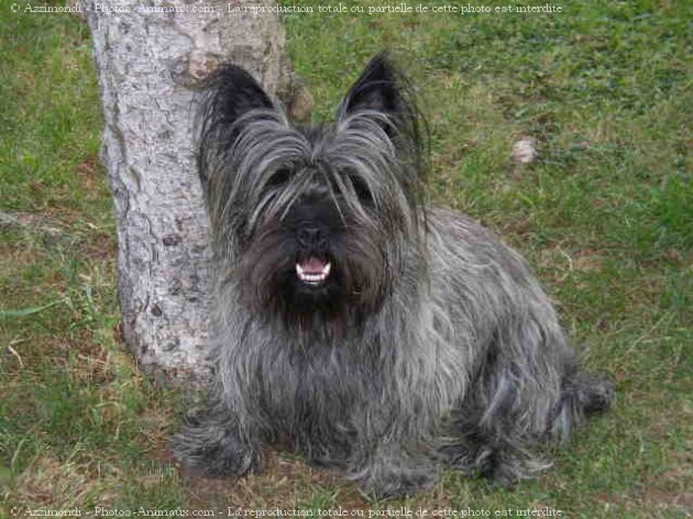 Photo de Cairn terrier