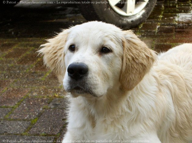 Photo de Golden retriever