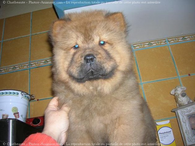 Photo de Chow chow