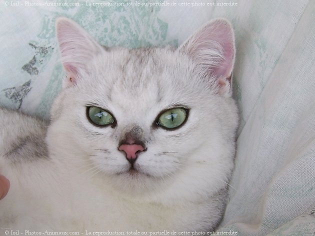 Photo de British shorthair