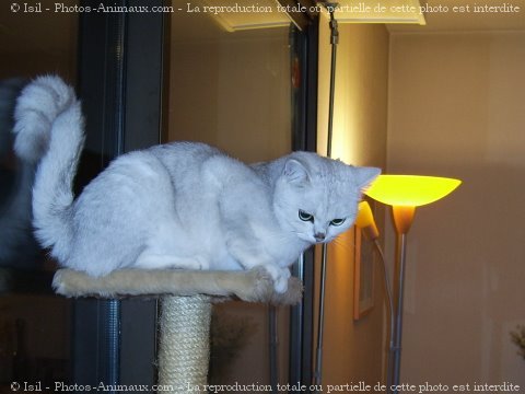 Photo de British shorthair