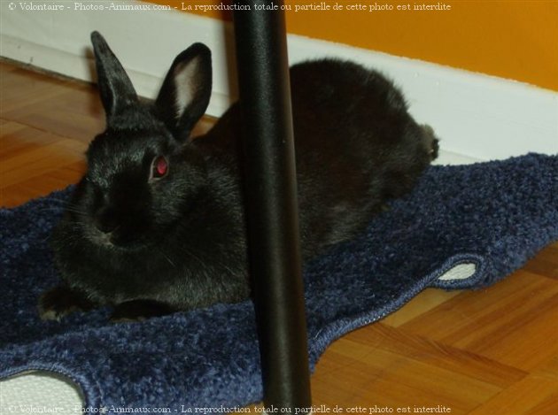 Photo de Lapin