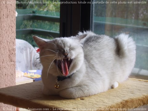 Photo de British shorthair