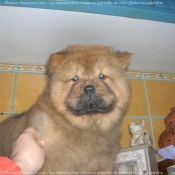 Photo de Chow chow