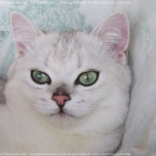 Photo de British shorthair