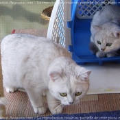 Photo de British shorthair