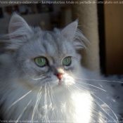 Photo de British longhair