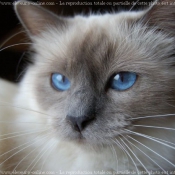 Photo de Sacr de birmanie