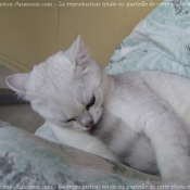 Photo de British shorthair