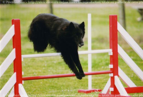 Photo de Berger belge groenendael