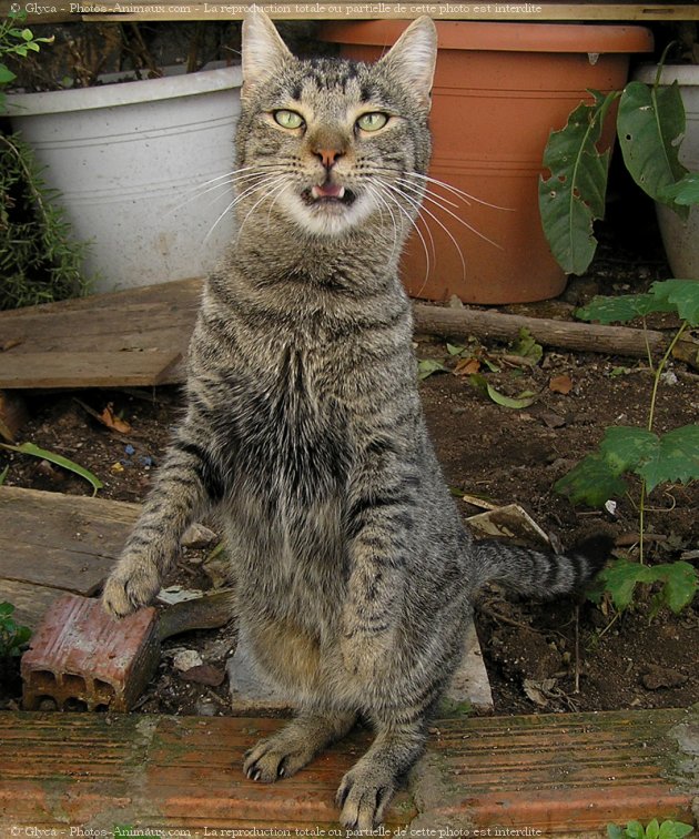 Photo de Chat domestique