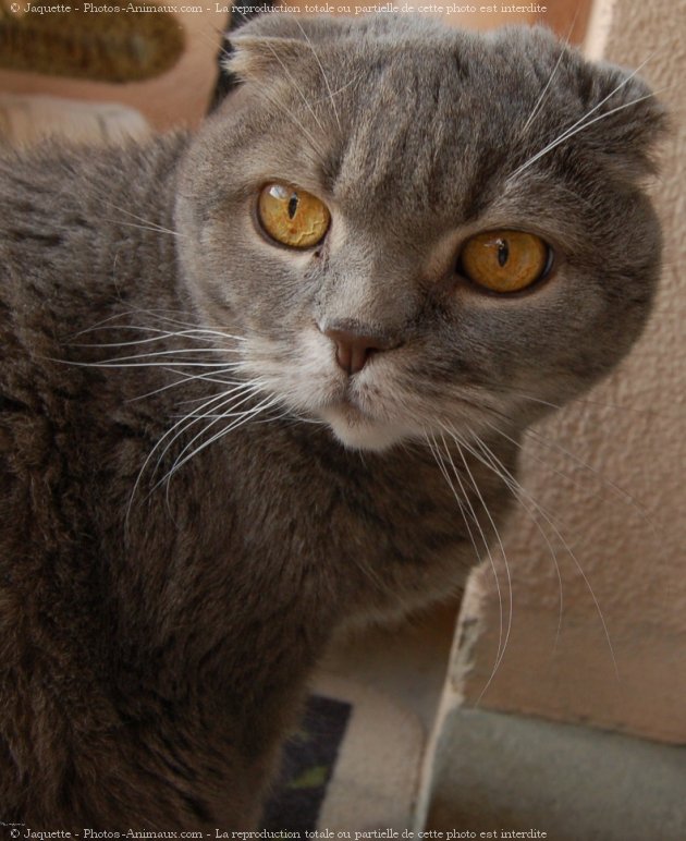 Photo de Scottish fold