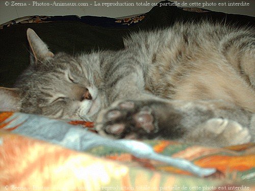 Photo de Chat domestique