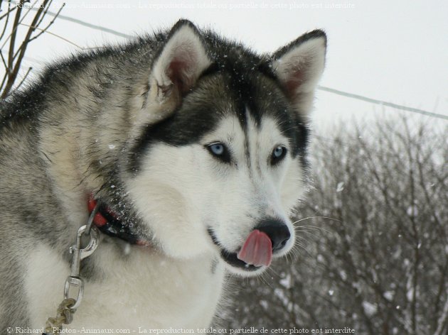 Photo de Husky siberien