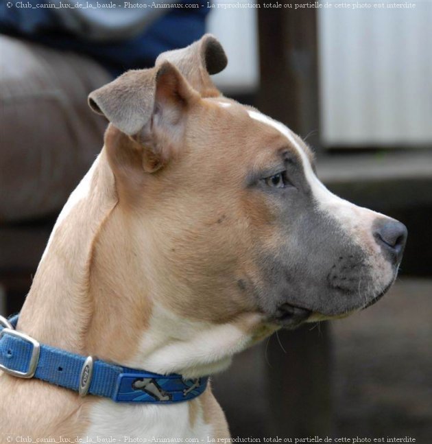 Photo d'American staffordshire terrier