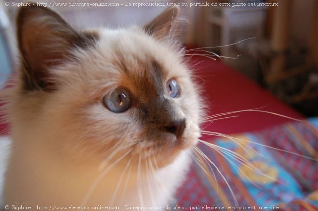 Photo de Sacr de birmanie