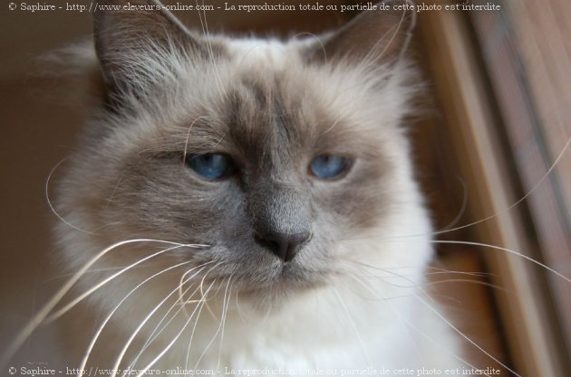 Photo de Sacr de birmanie