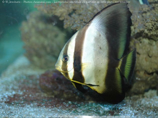 Photo de Poissons exotiques