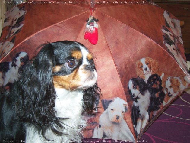 Photo de Cavalier king charles spaniel