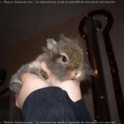 Photo de Lapin