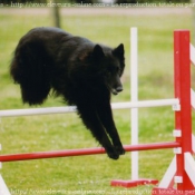 Photo de Berger belge groenendael