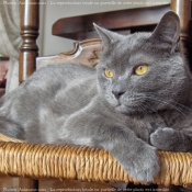 Photo de Chartreux