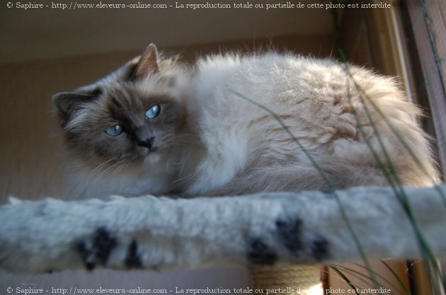 Photo de Sacr de birmanie