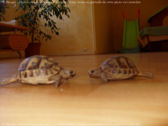 Photo de Tortue