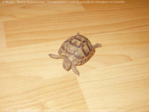 Photo de Tortue