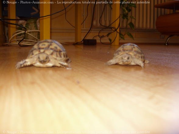 Photo de Tortue