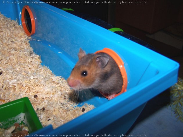 Photo de Hamster